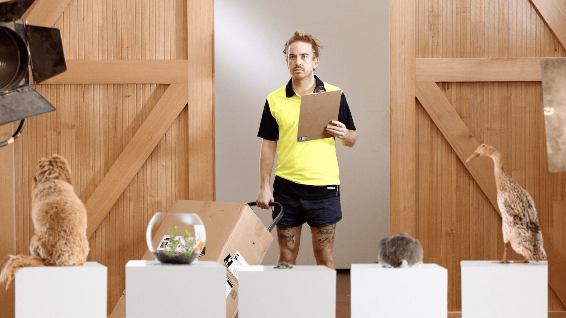 Koala: Winner Canstar Blue